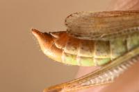 Euchorthippus elegantulus