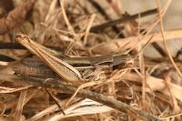 Euchorthippus elegantulus