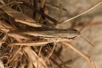 Euchorthippus elegantulus