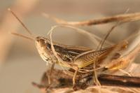 Euchorthippus elegantulus