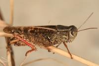 Calliptamus italicus