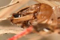 Calliptamus italicus