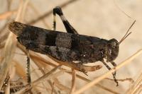 Oedipoda caerulescens