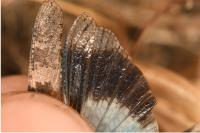 Oedipoda caerulescens