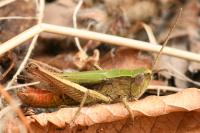 Pseudochorthippus parallelus