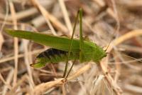 Phaneroptera falcata