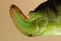 Phaneroptera falcata