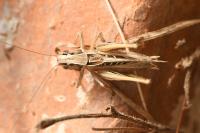 Tessellana tessellata