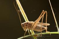 Tessellana tessellata