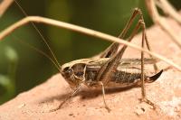 Tessellana tessellata