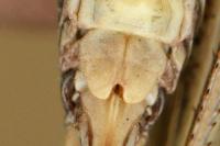 Platycleis albopunctata