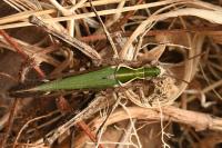 Omocestus rufipes