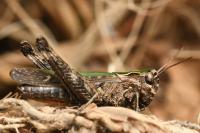 Omocestus rufipes