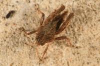 Tetrix undulata