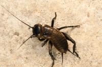 Gryllus campestris