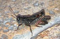 Calliptamus italicus