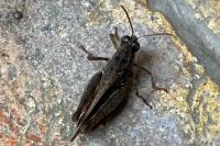 Calliptamus italicus