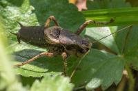 Pholidoptera griseoaptera