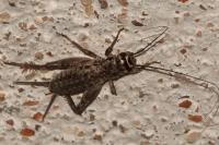 Eumodicogryllus bordigalensis