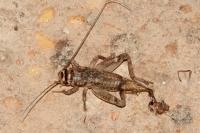 Eumodicogryllus bordigalensis