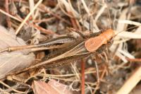 Platycleis albopunctata