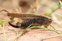 Platycleis albopunctata
