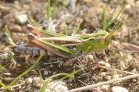 Stenobothrus lineatus