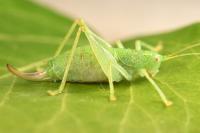 Cyrtaspis scutata