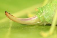 Cyrtaspis scutata