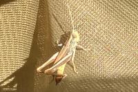 Euchorthippus declivus