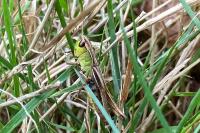 Pseudochorthippus parallelus