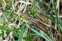 Pseudochorthippus parallelus