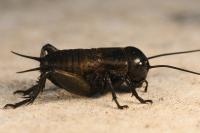 Gryllus campestris