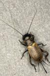 Gryllus campestris