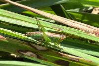 Conocephalus dorsalis