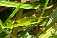 Conocephalus dorsalis