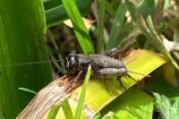 Gryllus campestris