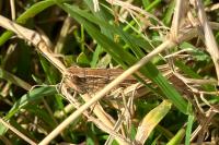 Euchorthippus elegantulus