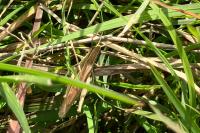 Euchorthippus elegantulus