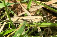 Euchorthippus elegantulus