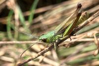 Pseudochorthippus parallelus