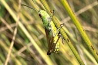 Pseudochorthippus parallelus