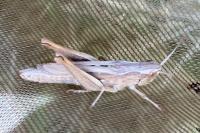 Chorthippus dorsatus