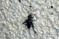Nemobius sylvestris