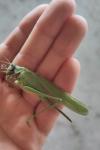 Tettigonia viridissima