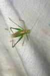 Leptophyes punctatissima