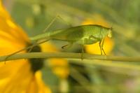 Phaneroptera nana