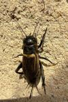 Gryllus campestris