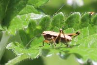Pholidoptera griseoaptera