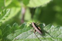 Pholidoptera griseoaptera